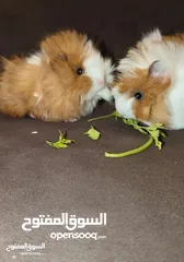  7 ارنب هندي . ارانب هندية . guinea pig