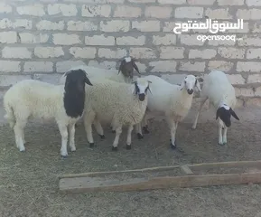  2 خرفان للبيع