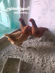  2 دجاج بلدي ابو رقيبه ودجاج لوهمان احمر  وبياظ