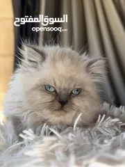  1 متاح كيتن هيمالايا بلو بوينت male/female  العمر:55 يوم Kitten Himalaya Bluepoint