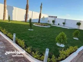  8 نجيل ديكوندرا ونجيل طبيعي