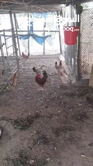  5 دجاج للبيع  للحبة