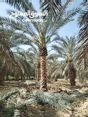  1 أشجار نخيل للبيع