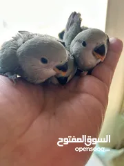  8 Baby love birds