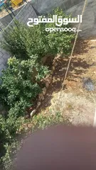  10 منزل للبيع