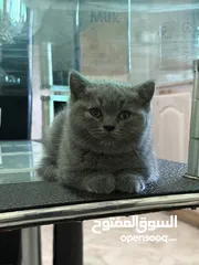  2 قط سكوتش فولد بيور