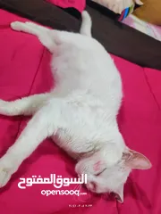  2 قطط للبيع الوصف مهم