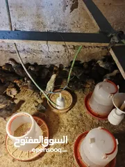  2 صوص بلدي للبيع