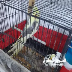  4 التواصل عبر واتس اب ببغاء كوكتيل  حجم كبير وعصافير حب مفتل و البينو وعادي عادي احجام كبيره
