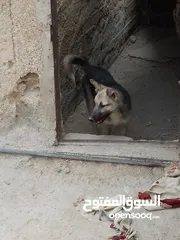  4 كلب جيرمن جرو للبيع لون ابيض واسود للبيع بسعر مغري جداً