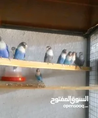  2 موجود 11 جوز فيشر للبيع كفالة شغل واعمارهم صغيرة اول خيرهم