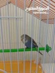  3 Budgie Pair with Cage