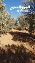  2 مزرعة للبيع ، بها بيت