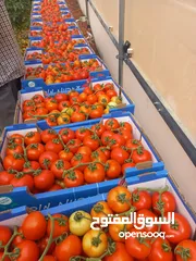  3 زعتر بلدي ناشف