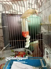  21 جوز كنار بناديق  شغال مع فرخهن