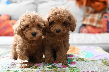  10 Poodle Puppies in Uae- Toy Breed