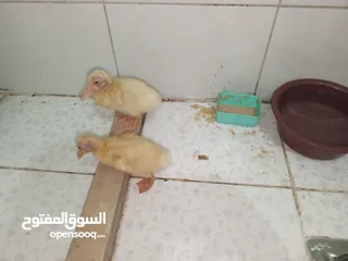  2 قفص مع بطتين   للبيع المستعجل