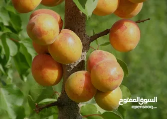 2 "مشمش أذربيجان"ایران