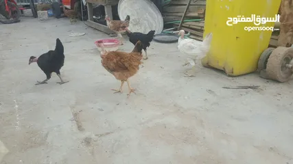  4 دجاج ابو,ركيبة