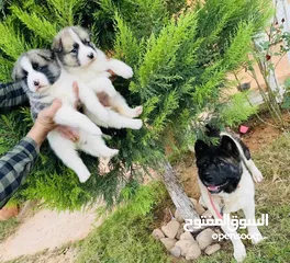  8 للبيعAmerican akita