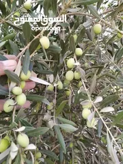  1 قطاف زيتون