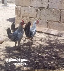  1 فرخات بلدي البيع