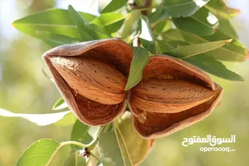  11 سلعوف 3500 م خصوصيه مميزه
