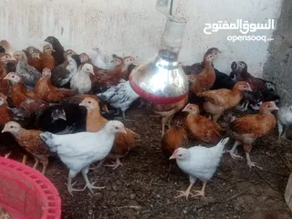  2 دجاج عماني سعر ريال