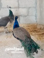  1 جوز طاووس للبيع شغالين 100%