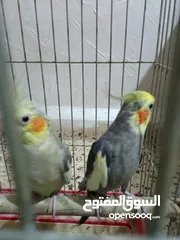  1 عصفير كوكتيل