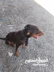  2 كلب دوبرمان للبيع