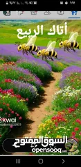  9 عسل طبيعي يستعمل للشفاء والعلاج من مناحل الجبل الاخضر