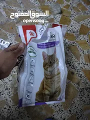  1 قطه للبيع نوع قطه شيرازي
