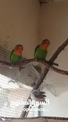  1 Green Fischer Love Bird breeding pair