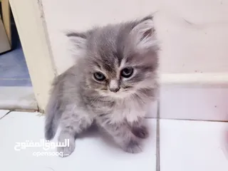  4 Persian cat