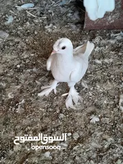  1 حمام و زغاليل مكاوي الوان و اعمار مختلفة