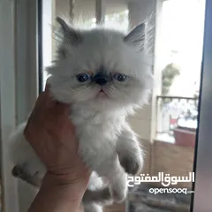  10 قطط هملايا بيكي فيس  .  بسم الله ما شاء الله.
