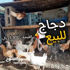  1 دجاج عماني للبيع