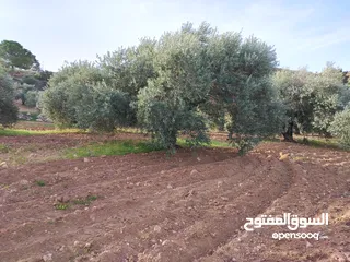  8 مزرعة زيتون ملوكية اطلالة ع الغرب و جبال فلسطين ع ثلاث شوراع قرب شارع الستين ثغرة السلطان