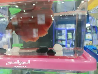  12 betta Fish Available  with good Colour سمكة بيتا