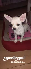  11 Chihuahua puppies
