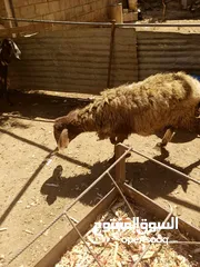  4 نعجتين لحم و مقنوة