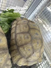  1 African tortoise