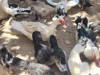  9 بطط مرتب لحم خرافي لانه مهتمين بغذائه يوجد أحجام مختلفه + يوجد حجل لحم مرتب + بيض بط+ بيض حجل