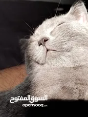  2 قط بريطاني ازرق British Blue Shorthair