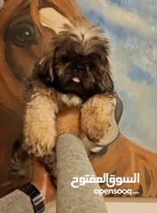  16 جراء شيتزو مستوى عالي جدا Shih Tzu