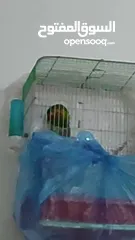  4 جوز طيور فيشر جاهزين بيع مستعجل