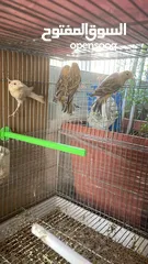  4 يوجد طيور كناري مميزة وجميلة في الخليل