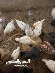  1 صيصان دجاج بلدي للبيع بسعر مغري