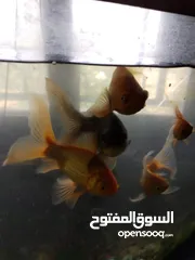  1 السلام عليكم متوفر للبيع او للبدل على طيور حوض سمك   ...................ّ...........................